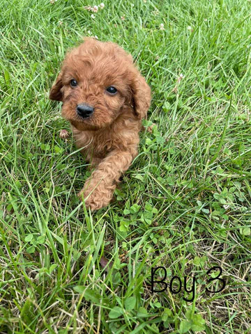 Adorable Cavapoo Puppies for sale