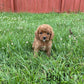 Adorable Cavapoo Puppies for adoption