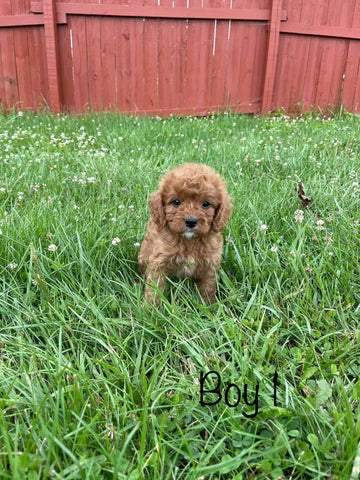 Adorable Cavapoo Puppies for adoption