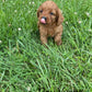 Adorable Cavapoo Puppies