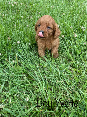 Adorable Cavapoo Puppies