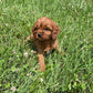 Adorable Cavapoo Puppies weaver family farms puppies