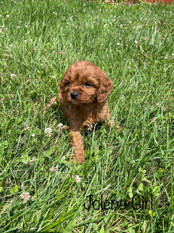 Adorable Cavapoo Puppies weaver family farms puppies