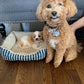 Steve & Karl (in forever home) malitpoo puppies