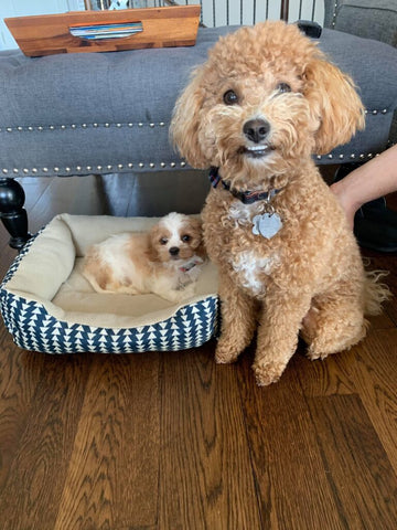 Steve & Karl (in forever home) malitpoo puppies