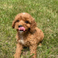 Adorable Cavapoo Puppies red girl