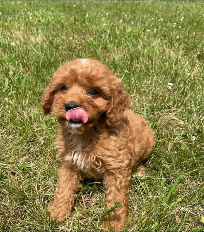 Adorable Cavapoo Puppies red girl