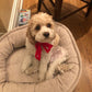 Cavapoo puppy for sale by reputable breeder