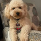 “Benji” Maltipoo In His Forever Home!