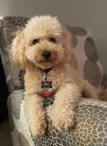 “Benji” Maltipoo In His Forever Home!