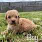 Maltipoo Puppies