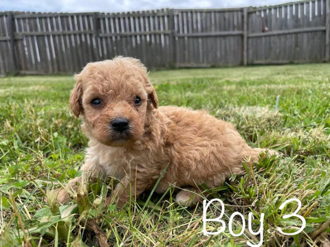 Maltipoo Puppies