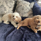 Steve & Karl (in forever home) malitpoo puppies 