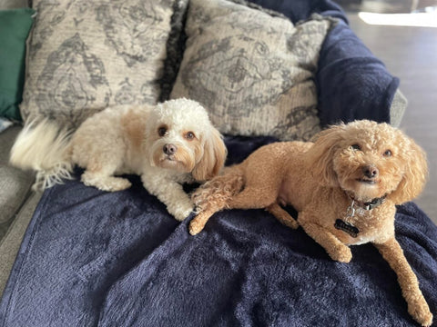 Steve & Karl (in forever home) malitpoo puppies 