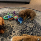 “Xena” (Cavapoo) In Her New Home In Connecticut