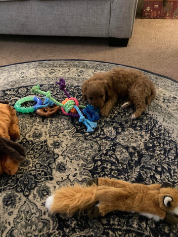 “Xena” (Cavapoo) In Her New Home In Connecticut