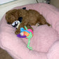 “Xena” (Cavapoo) In Her New Home In Connecticut