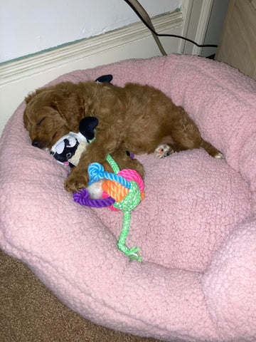 “Xena” (Cavapoo) In Her New Home In Connecticut