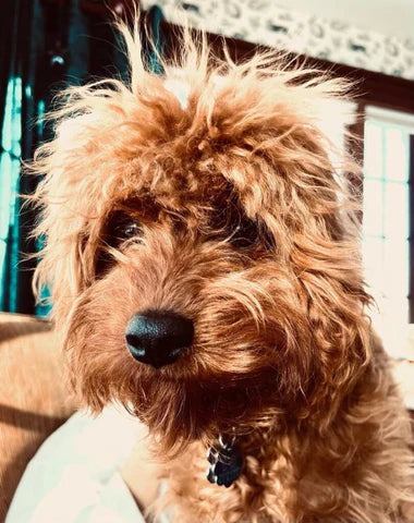 “August” The Cavapoo In His New Home