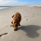 red cavapoo puppy