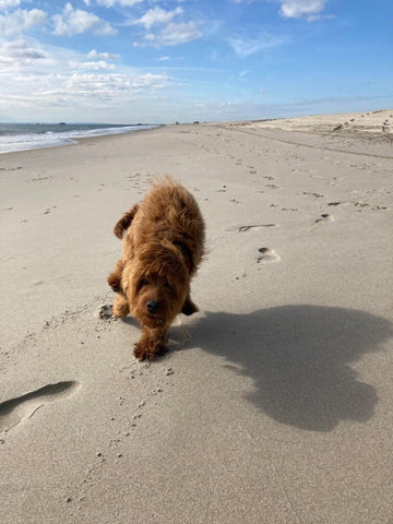 red cavapoo puppy