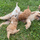 Maltipoo Puppies