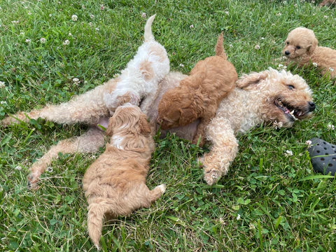 Maltipoo Puppies