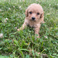 Maltipoo Puppies