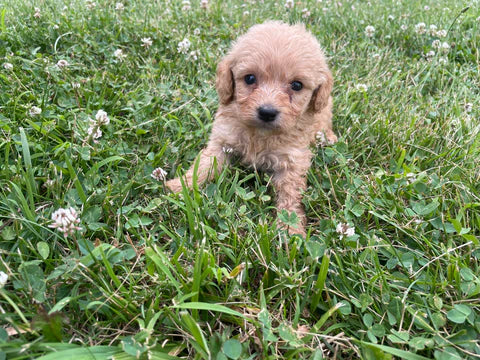 Maltipoo Puppies