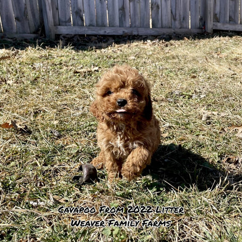 red cavapoo puppy for adoption