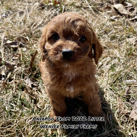 red cavapoo puppy for sale