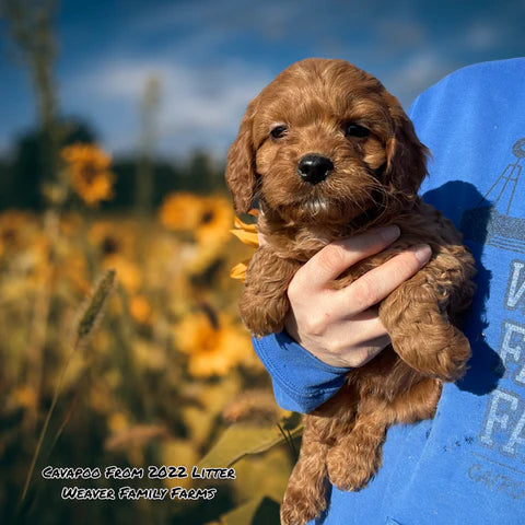 Red Cavapoo 8 Week Red Cavapoo Puppy Pictures | We Raise Cavapoo Puppies โ Weaver Family ...