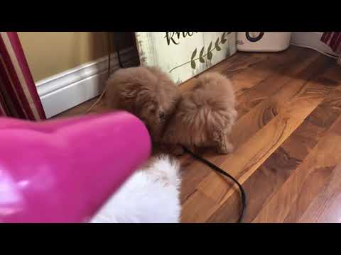 Maltipoo's After Bath Time Hair Being Blow Dried! (VIDEO)