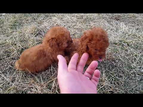 Red AKC Toy Poodle Puppies From 2017 (VIDEO)