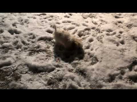 “Bentley” The Cavapoo Playing In The Snow In Colorado (VIDEO)