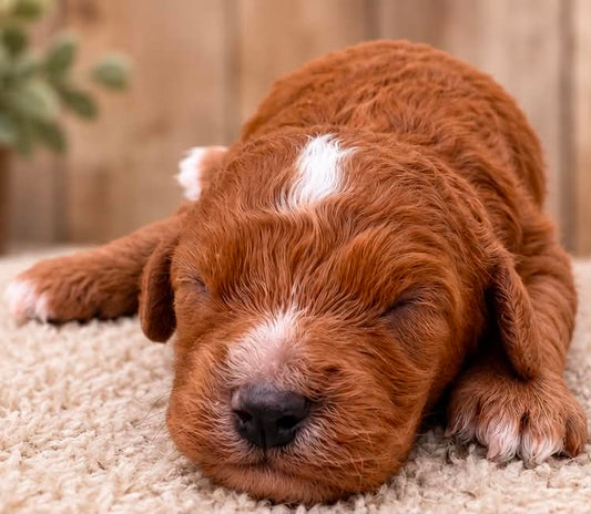 red Cavapoo girl puppy with white markings in Missouri