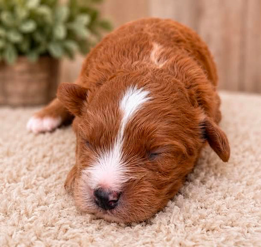 red and white Cavapoo boy puppy with white face blaze