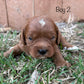 red with white color cavapoo puppy