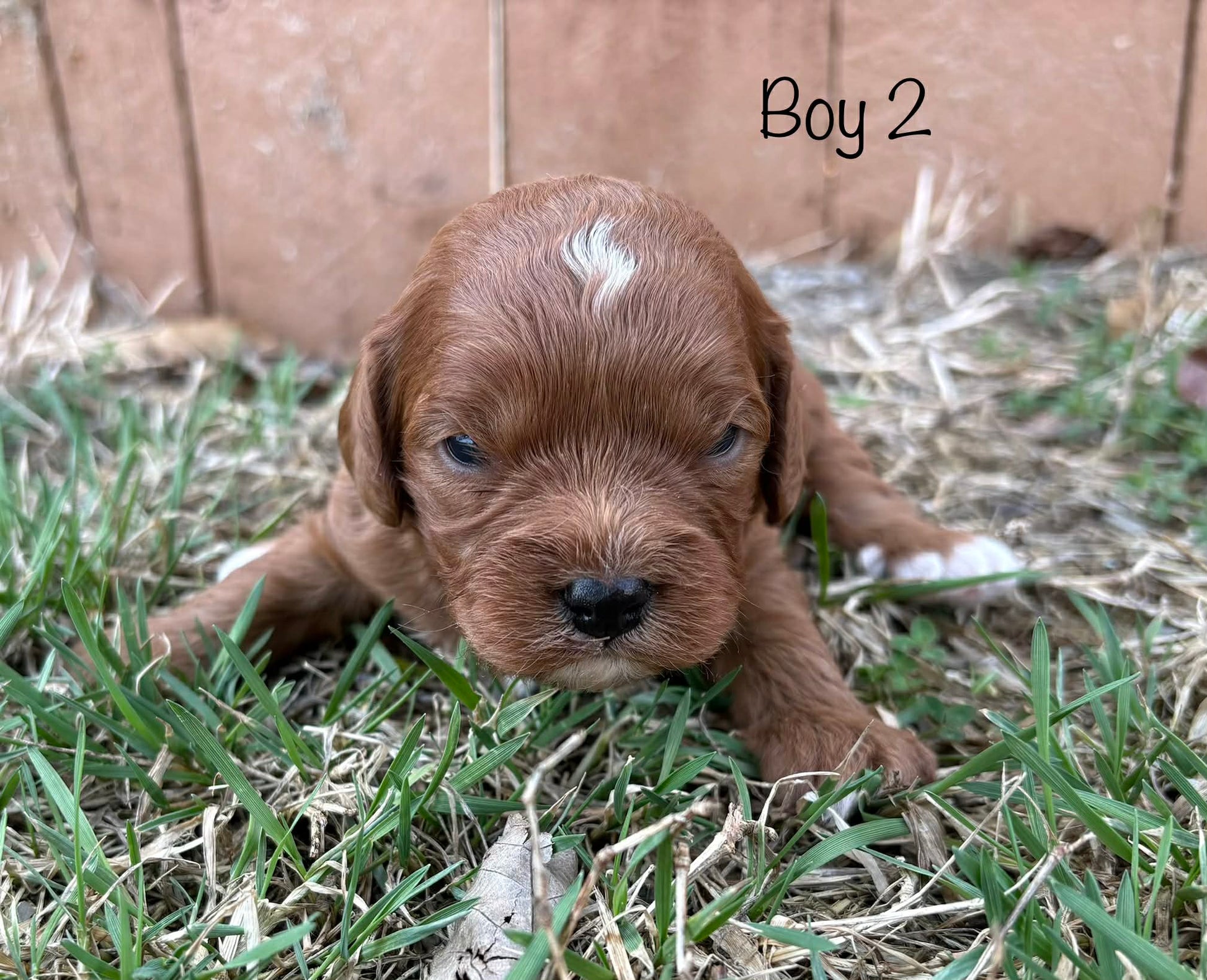 red with white color cavapoo puppy