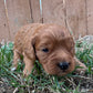 red  girl cavapoo puppy