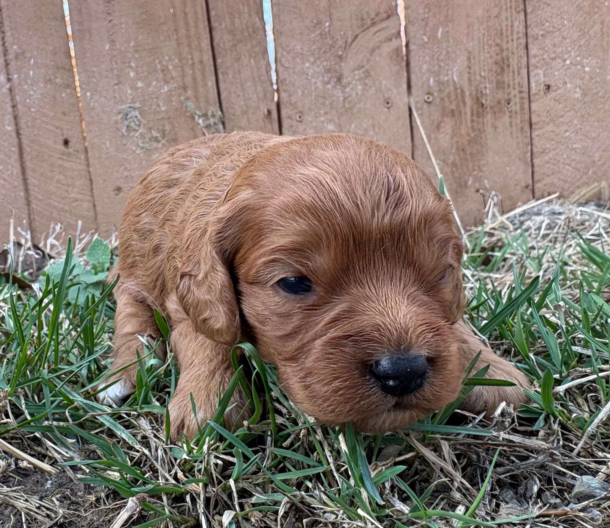 red  girl cavapoo puppy