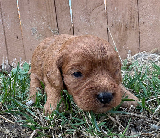red  girl cavapoo puppy