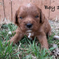 red cavapoo boy for sale