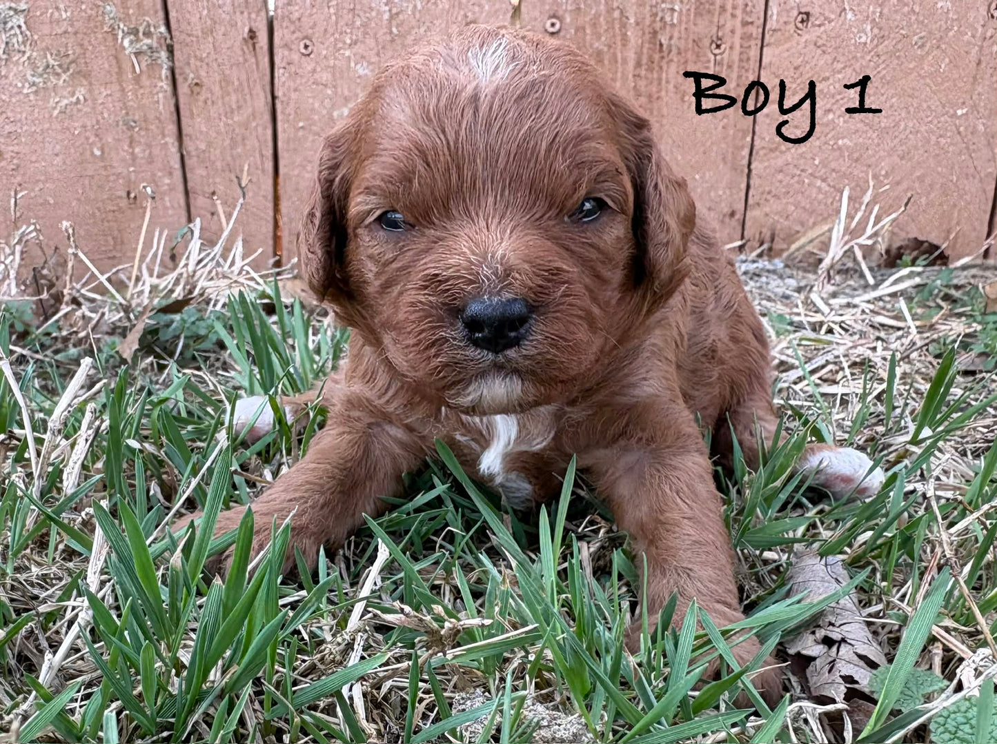 red cavapoo boy for sale