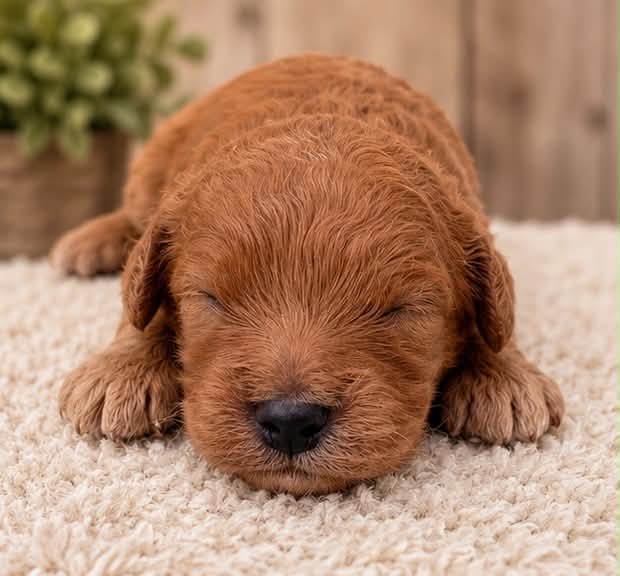 red male Cavapoo puppy resting on cream blanket