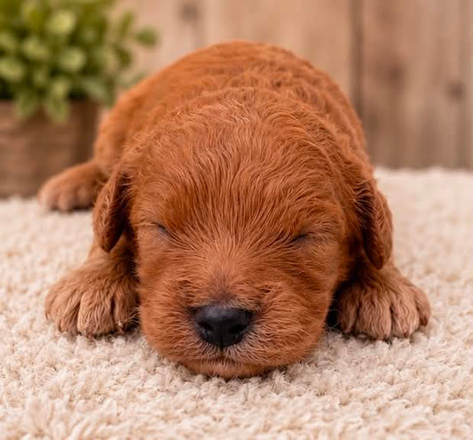 red male Cavapoo puppy resting on cream blanket