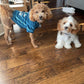 Steve & Karl (in forever home) malitpoo puppies