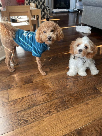 Steve & Karl (in forever home) malitpoo puppies